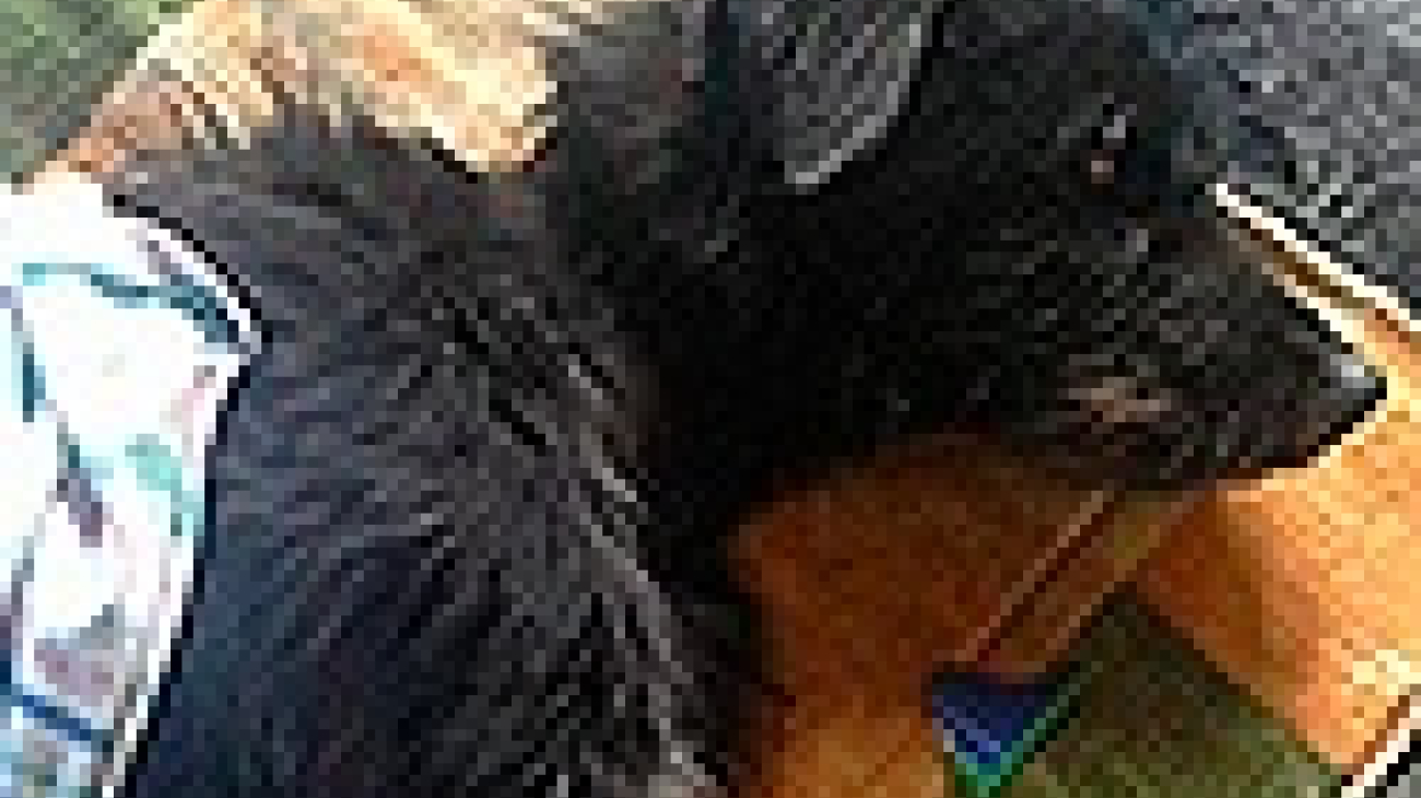 Nuevo caso de maltrato animal obliga a explicar limitaciones de la actuación judicial